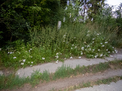 Saponaria officinalis