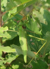 Acrometopa macropoda