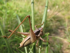 Pachytrachis striolatus