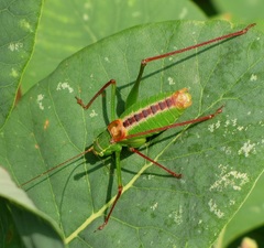 Leptophyes laticauda