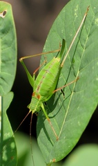 Leptophyes laticauda