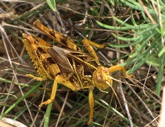 Prionotropis hystrix