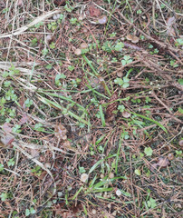 Strobilurus esculentus