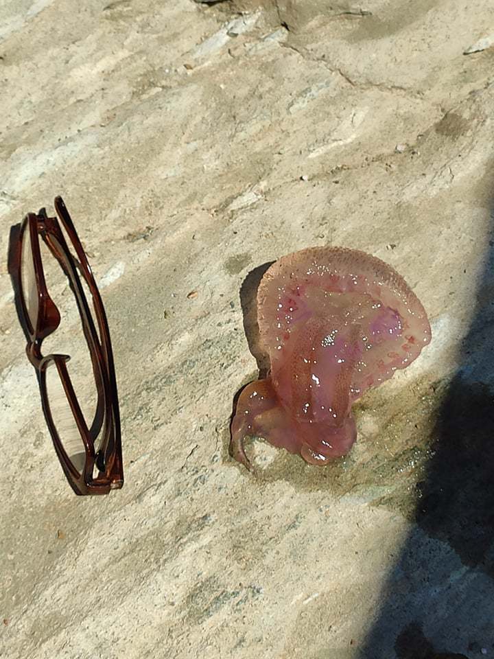 Mauve stinger jellyfish in Agia Pelagia, Crete, iNaturalist research-grade observation