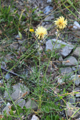 Centaurea salonitana
