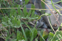 Centaurea salonitana