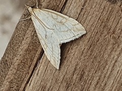 Udea lutealis