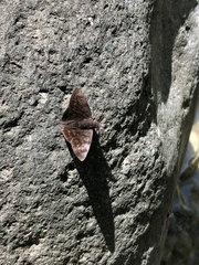 Pellicia