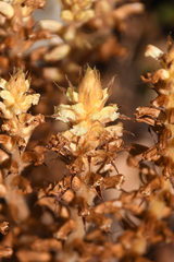 Orobanche hederae