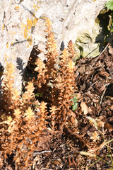 Orobanche hederae