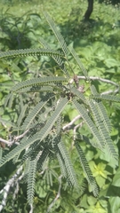 Senegalia berlandieri