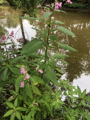 Impatiens glandulifera