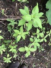 Impatiens glandulifera