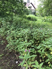 Impatiens glandulifera