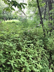 Impatiens glandulifera