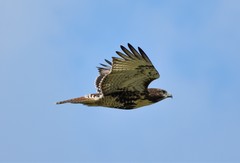 Buteo jamaicensis