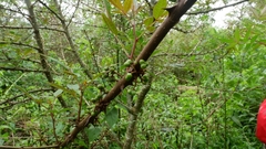 Zanthoxylum acanthopodium