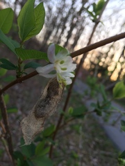 Lonicera fragrantissima