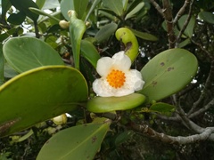 Clusia spiritu-sanctensis