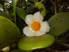 Clusia spiritu-sanctensis