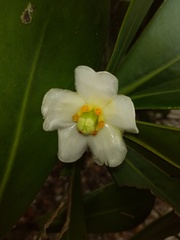 Clusia spiritu-sanctensis