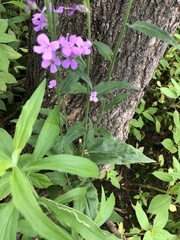 Hesperis matronalis