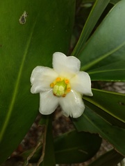 Clusia spiritu-sanctensis