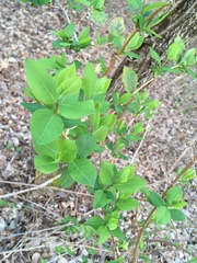 Lonicera fragrantissima