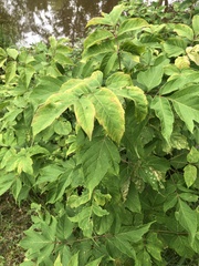 Sambucus racemosa