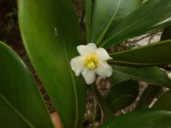 Clusia spiritu-sanctensis