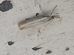 Agriphila straminella