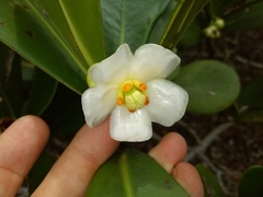 Clusia spiritu-sanctensis