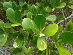 Clusia spiritu-sanctensis