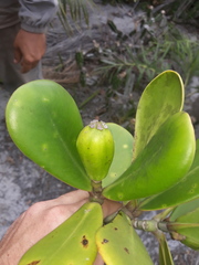 Clusia spiritu-sanctensis