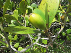 Clusia spiritu-sanctensis