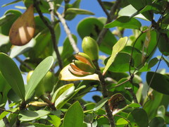 Clusia spiritu-sanctensis