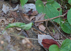 Aspidoscelis guttatus