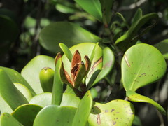 Clusia spiritu-sanctensis