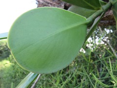 Clusia spiritu-sanctensis