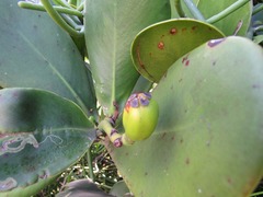 Clusia spiritu-sanctensis