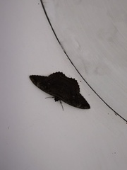 Feigeria claricostata