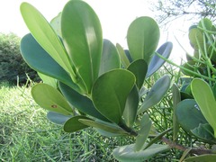Clusia spiritu-sanctensis
