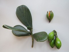 Clusia spiritu-sanctensis