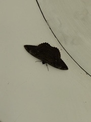 Feigeria claricostata