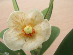 Clusia spiritu-sanctensis