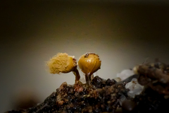 Trichia crateriformis