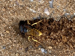 Philanthus triangulum