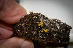 Trichia crateriformis