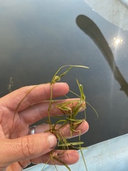Potamogeton zosteriformis