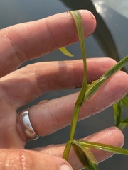 Potamogeton zosteriformis